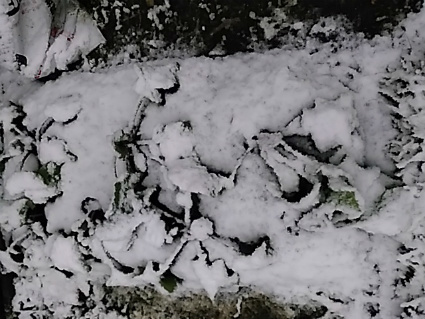f0354923_09423232.jpg