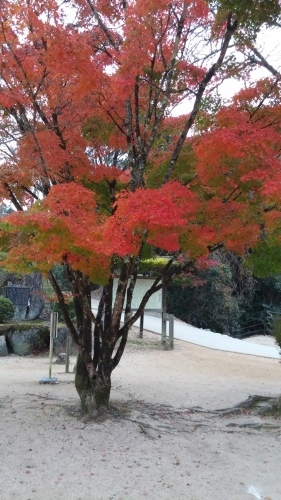 みかん狩りと紅葉狩り_e0338831_00383396.jpg