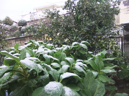 初雪に..驚き!_b0137932_1631588.jpg