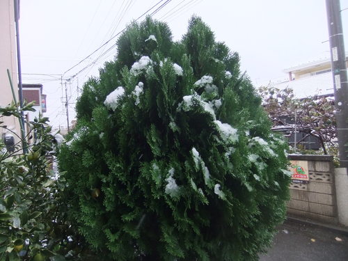 初雪に..驚き!_b0137932_16323973.jpg