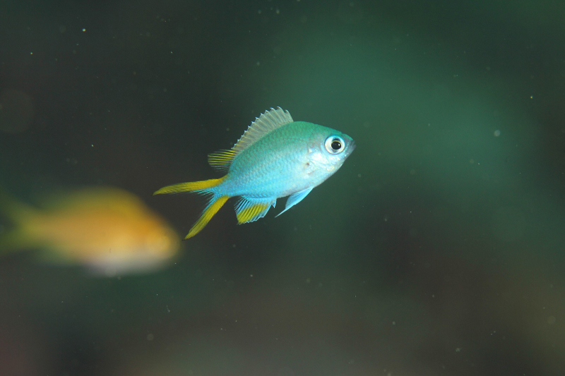 アルファスズメダイ幼魚 Diving Photo Web図鑑