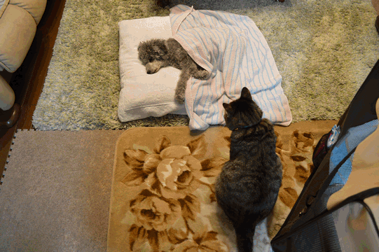 c0136736_17105685.gif