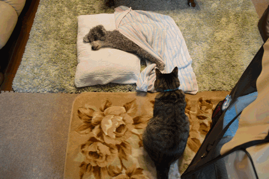 c0136736_17110731.gif
