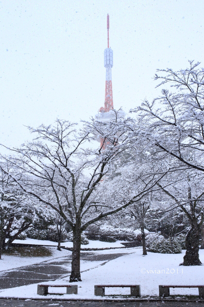 初雪を撮りに ~八幡山公園~_e0227942_22325811.jpg