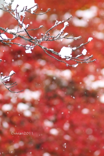 初雪を撮りに ~八幡山公園~_e0227942_22343361.jpg