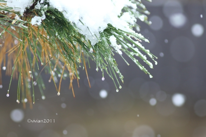 初雪を撮りに ~八幡山公園~_e0227942_22370025.jpg