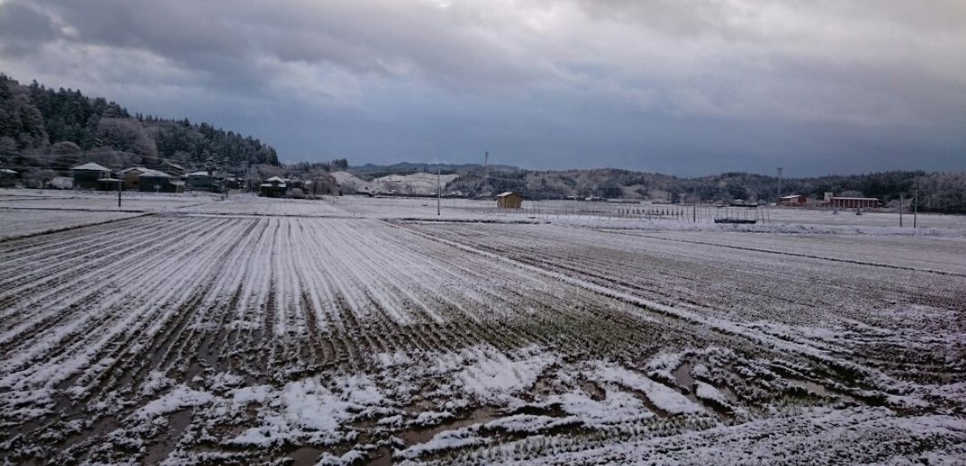雪が来た_f0081443_12475119.jpg