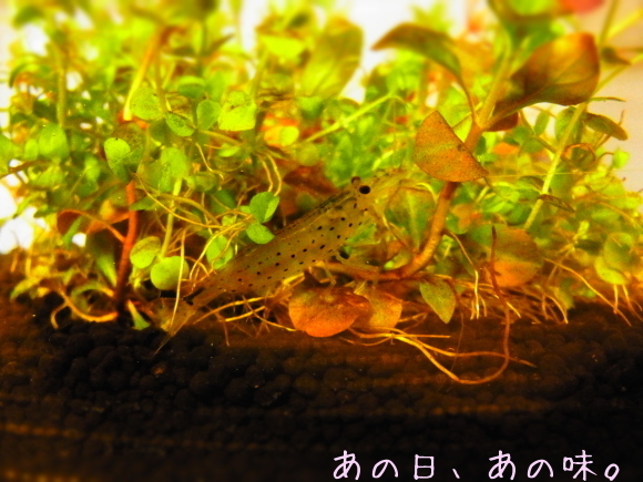 a0305046_09474918.jpg