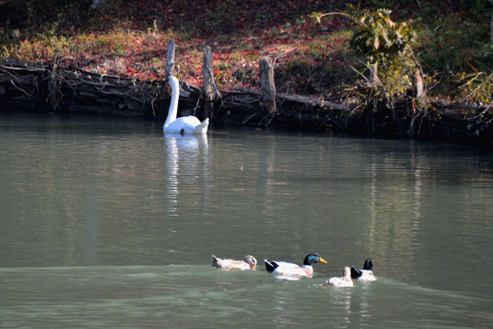 c0093046_8172358.gif
