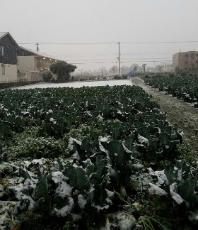 東京に54年ぶりの11月の雪_b0239151_8585029.jpg