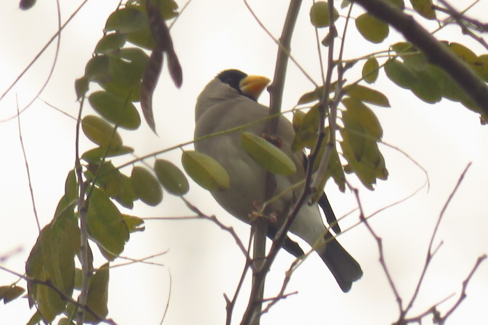 野鳥トレ65　神戸森林植物園アトリなど_b0227552_20275015.jpg