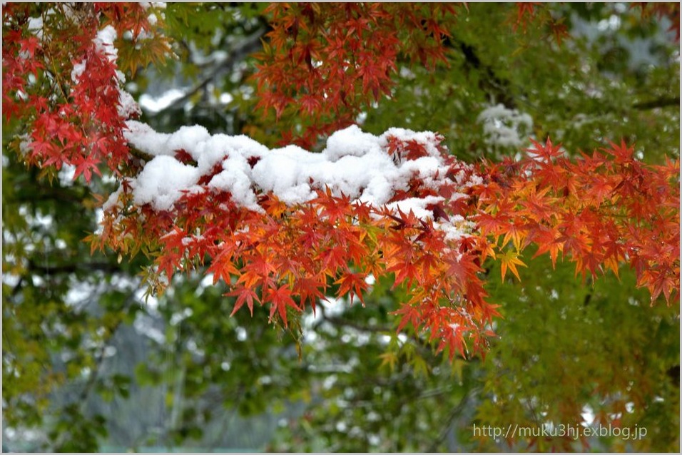 雪と紅葉_c0124256_16364076.jpg