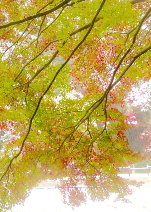 a0248459_15091636.jpg