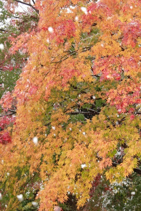 a0248459_15150076.jpg