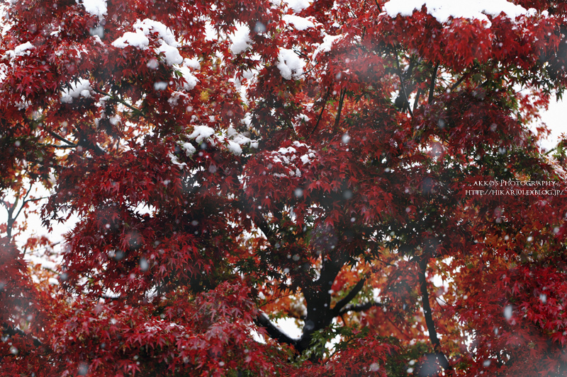 初 雪 ノ 日 ニ -Ⅱ-_e0342760_22383955.jpg