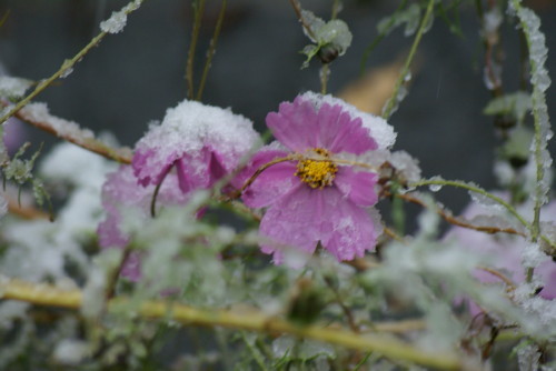 2016年11月24日　雪やこんこん_d0171564_10384613.jpg