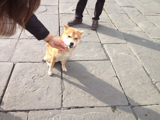 しばいぬ_a0136671_3325310.jpg