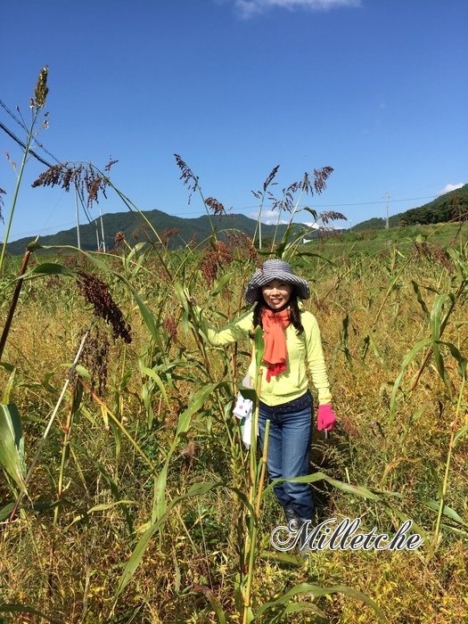 雑穀シコクビエの収穫体験 @長野県伊那市_c0220172_14061498.jpeg