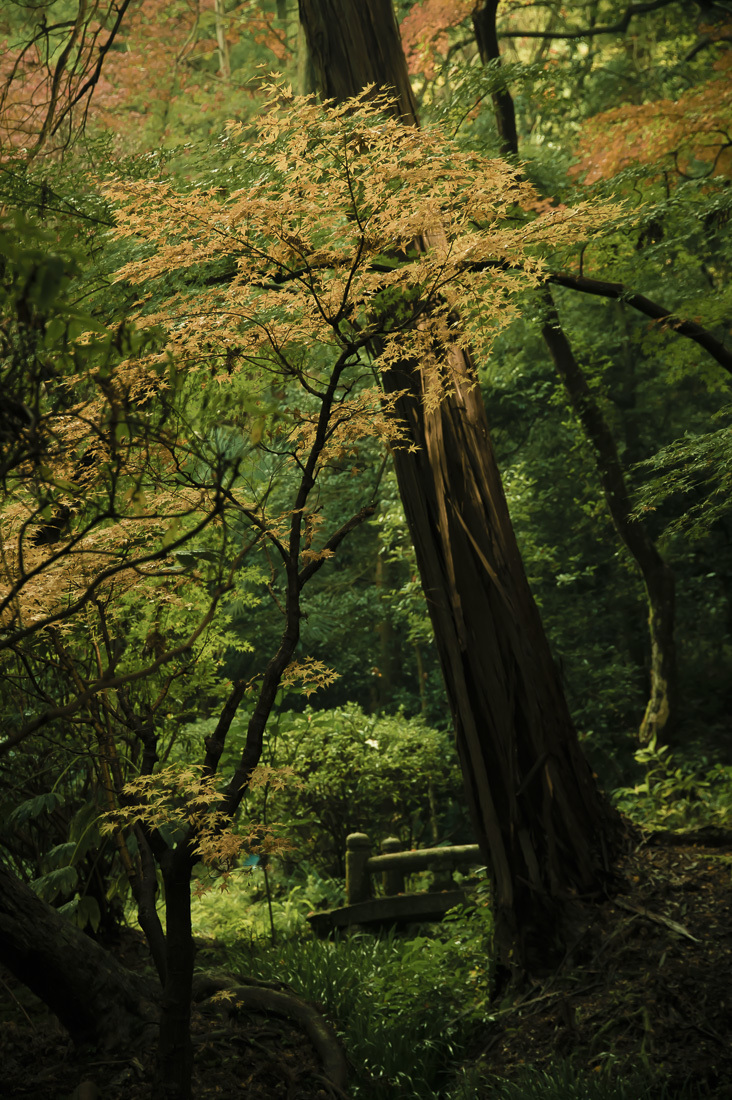 長岳寺の紅葉 2_a0301676_06223008.jpg