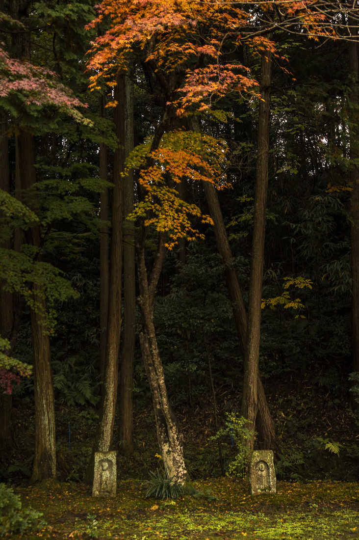 長岳寺の紅葉 2_a0301676_06225954.jpg