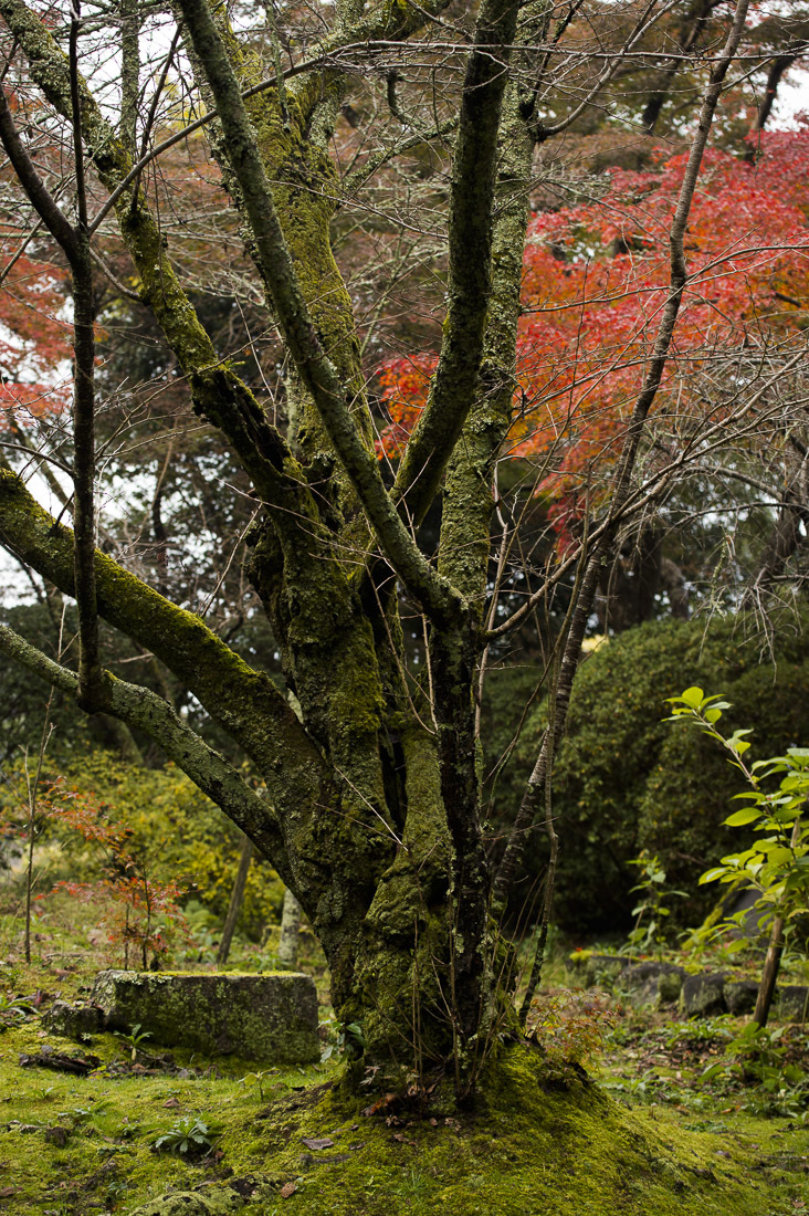 長岳寺の紅葉 2_a0301676_06243654.jpg