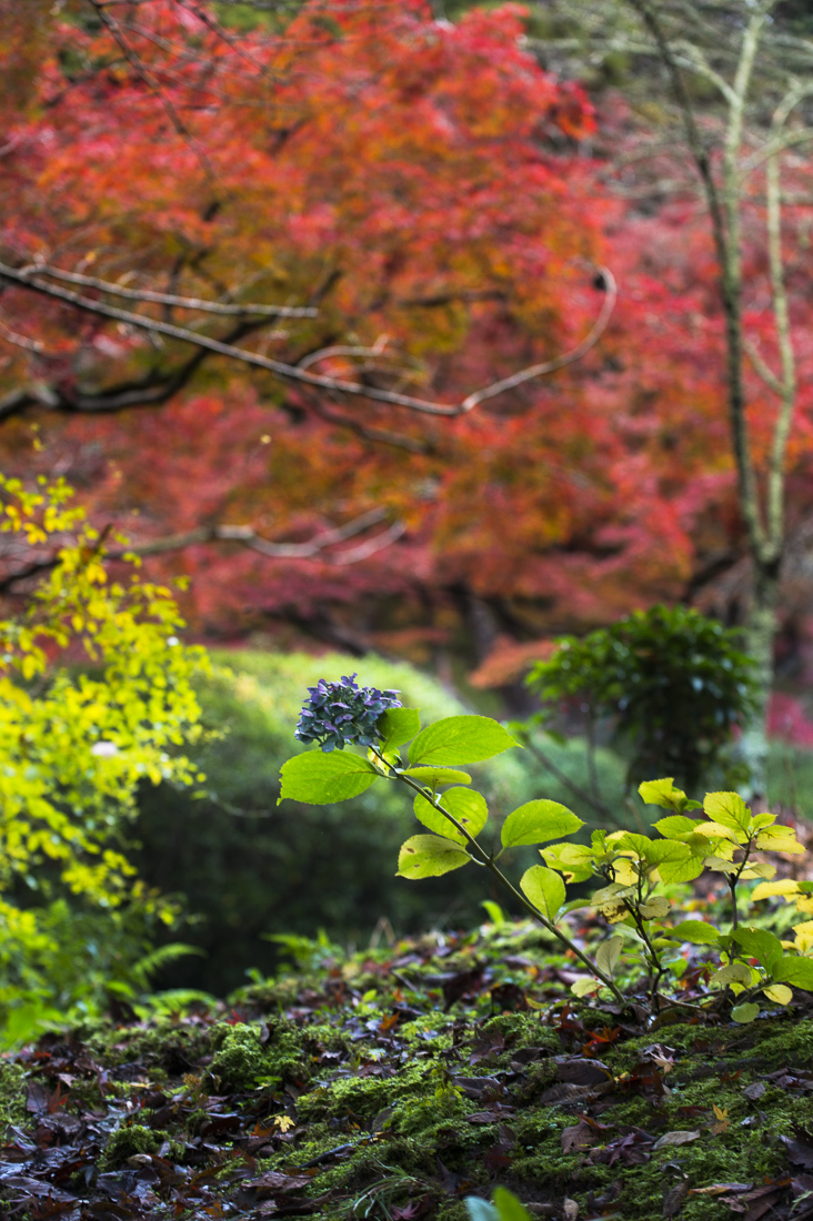 長岳寺の紅葉 2_a0301676_06322186.jpg