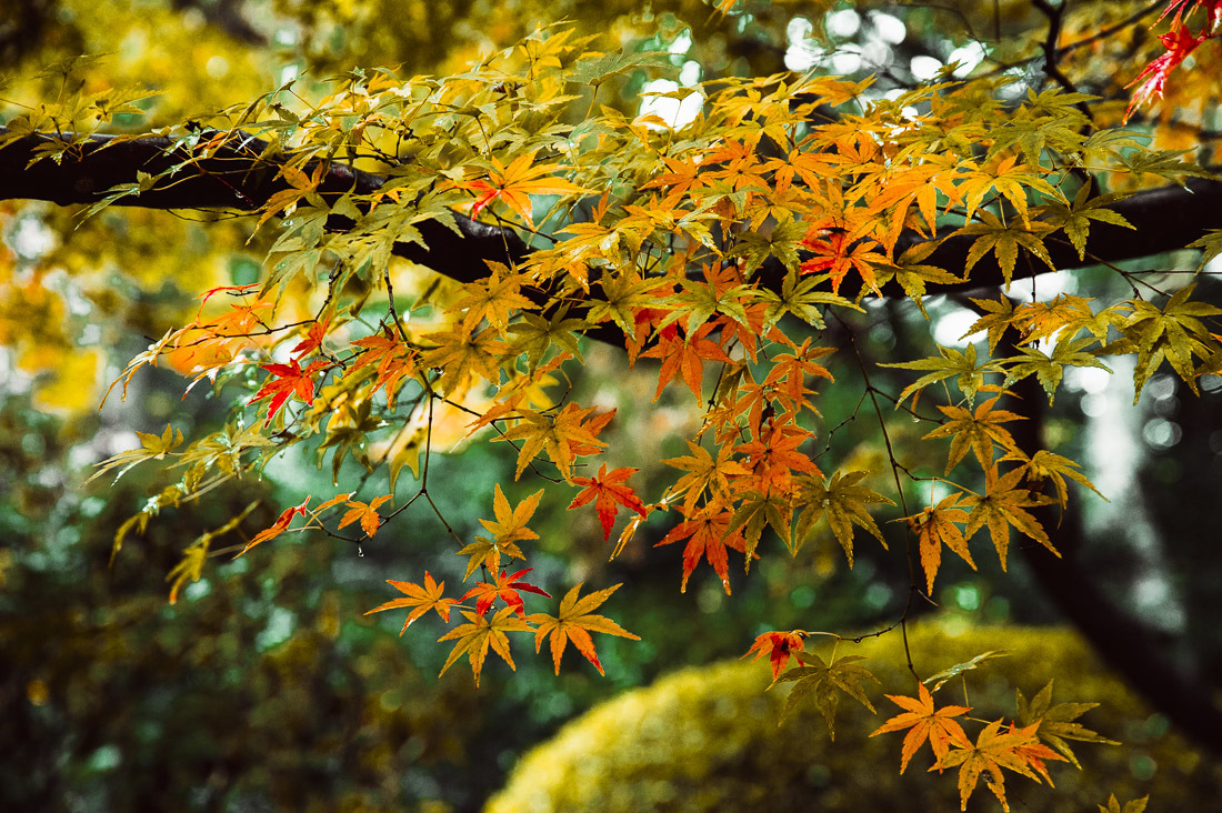 長岳寺の紅葉 2_a0301676_06331329.jpg