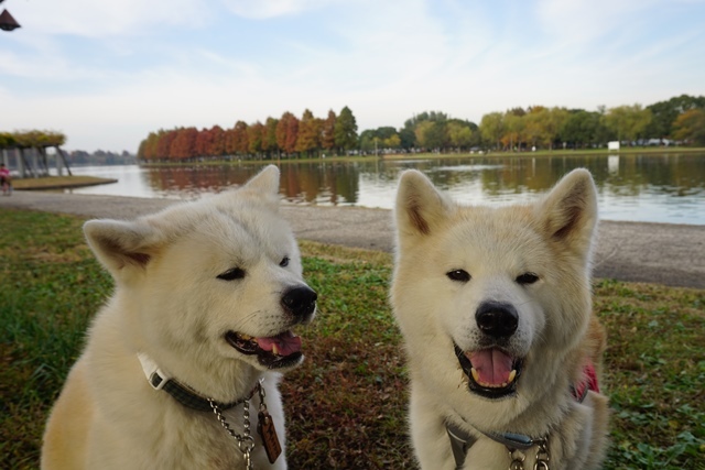 水元公園を散歩する_c0257276_23530407.jpg