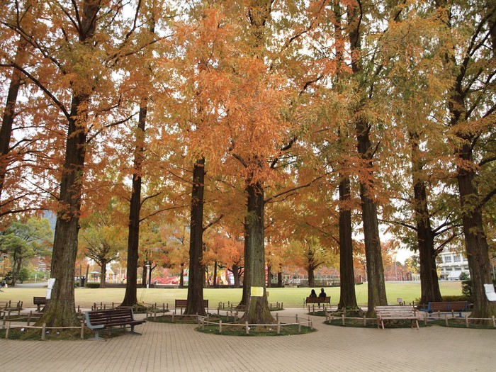 『長良公園の秋風景』_d0054276_2027799.jpg