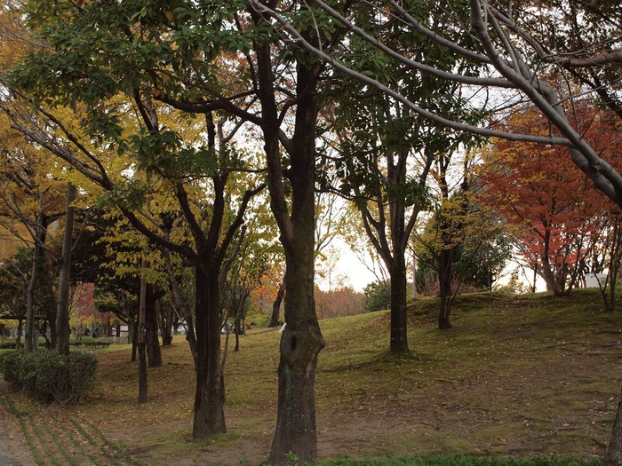 『長良公園の秋風景』_d0054276_20335938.jpg