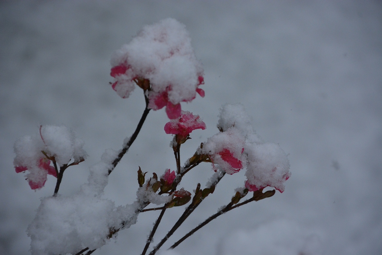 異常気象・・・『11月に初雪』_d0241981_22425076.jpg