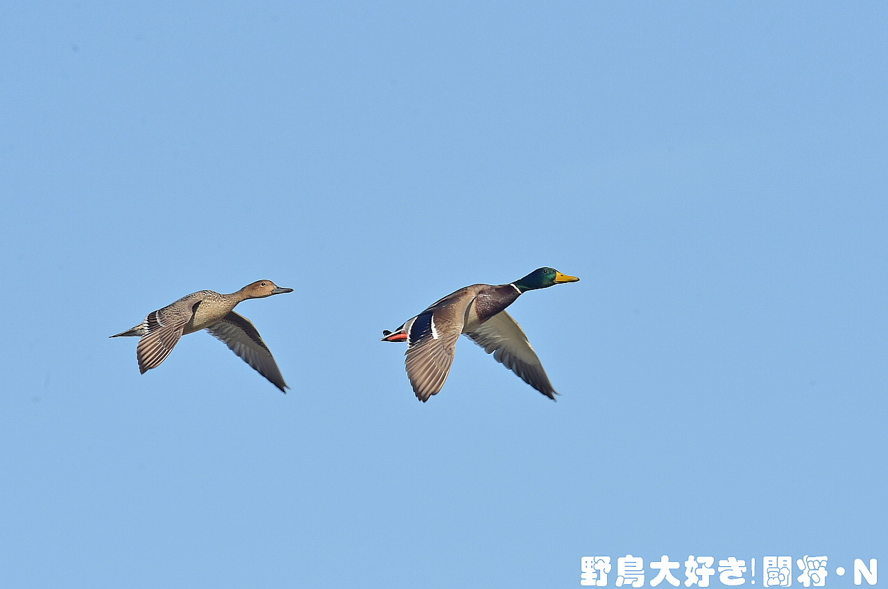 マガモの飛翔 野鳥大好き 闘将 n マガモの飛翔 野鳥大好き 闘将 n