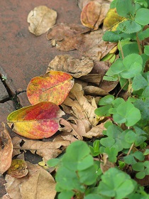 e0130185_11472057.jpg