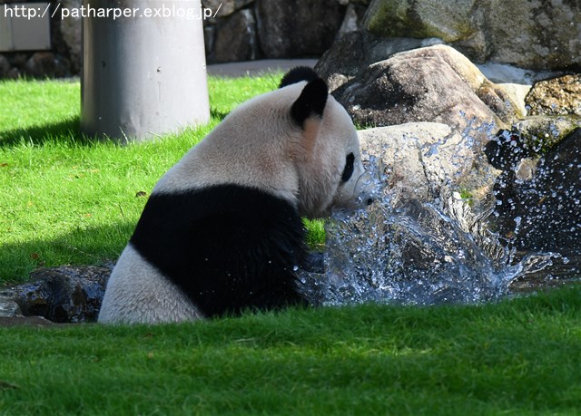 ２０１６年１１月　白浜パンダ見隊　その８_a0052986_7223731.jpg