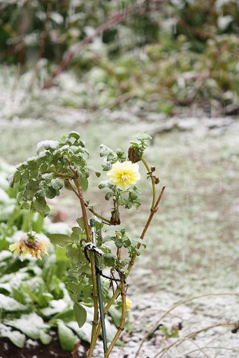 １１月の雪！_d0145794_14104770.jpg