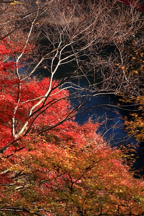 紅葉見納め　永源寺_b0236595_13595356.jpg