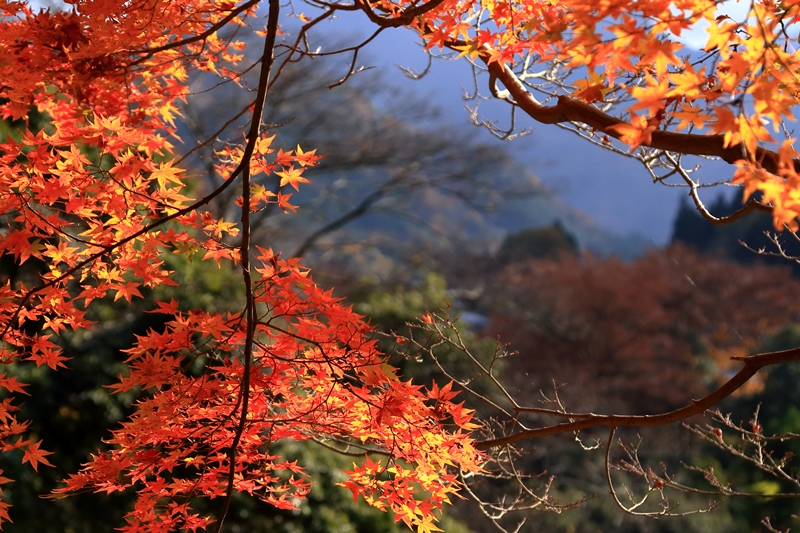 紅葉見納め　永源寺_b0236595_1404315.jpg