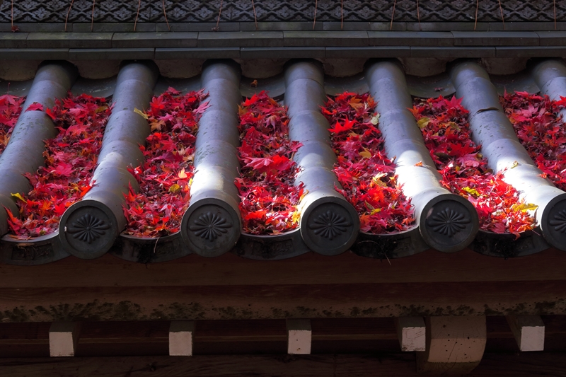 紅葉見納め　永源寺_b0236595_14122388.jpg