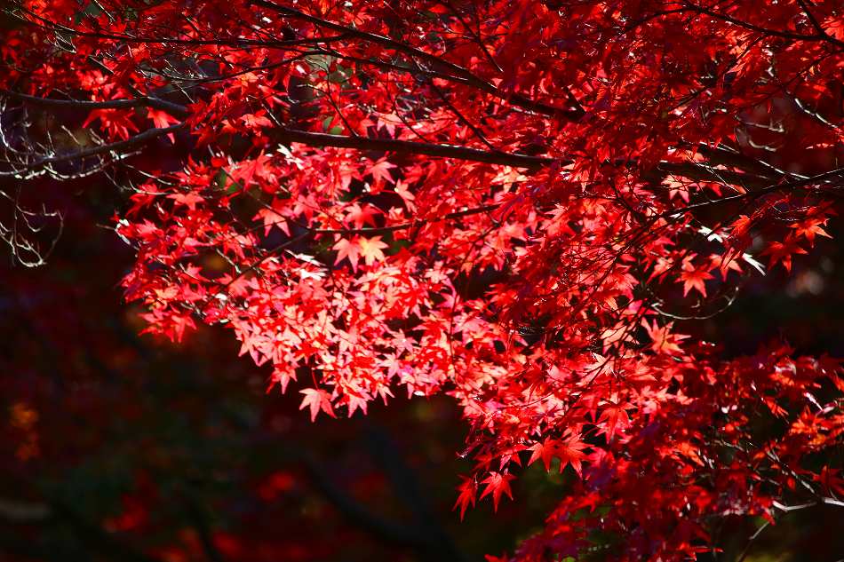 紅葉の散歩道のデジブックを公開しました。_c0265095_21212555.jpg