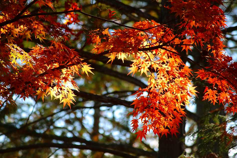 紅葉の散歩道のデジブックを公開しました。_c0265095_21224195.jpg