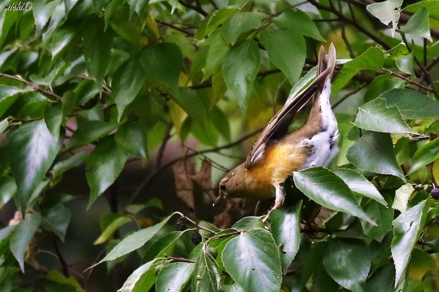 d0352095_20173042.jpg