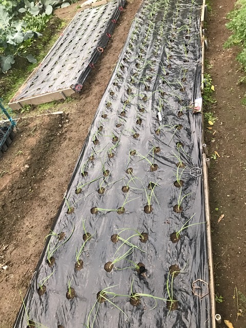 玉ネギ植え替え_f0204295_17222190.jpg