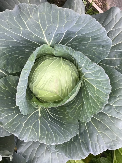玉ネギ植え替え_f0204295_17255266.jpg