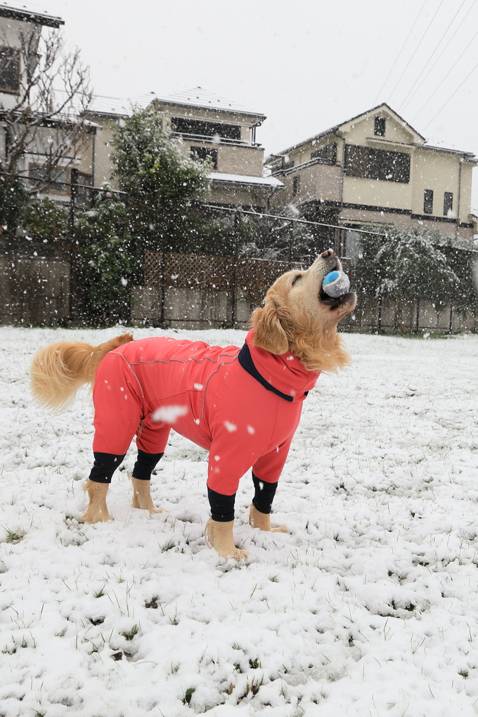 鎌倉に雪が降りました♪_b0275998_14251097.jpg