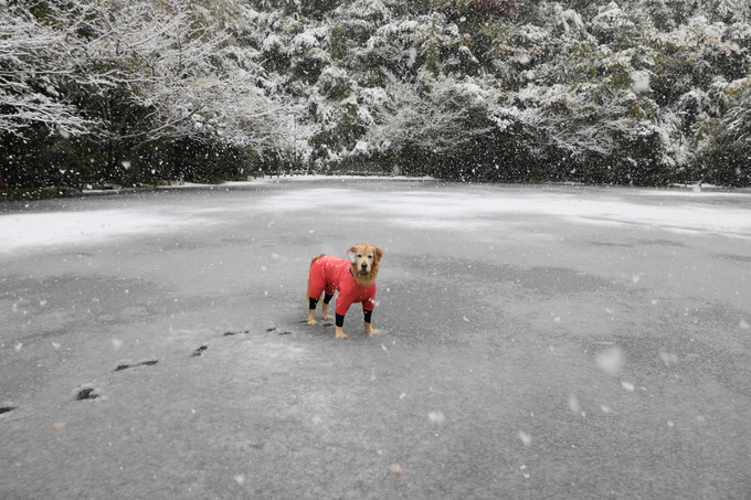 鎌倉に雪が降りました♪_b0275998_14272728.jpg