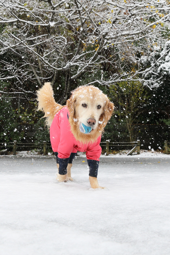 鎌倉に雪が降りました♪_b0275998_14314574.jpg