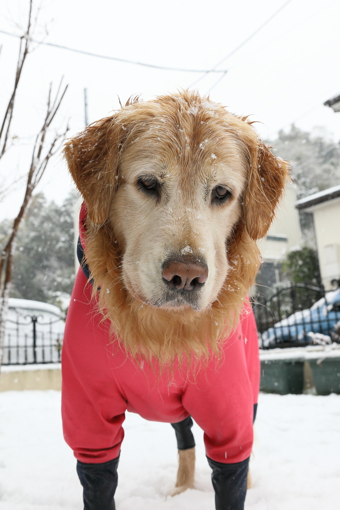 鎌倉に雪が降りました♪_b0275998_14455738.jpg