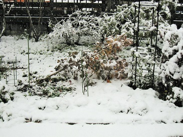 c0117898_11585371.jpg