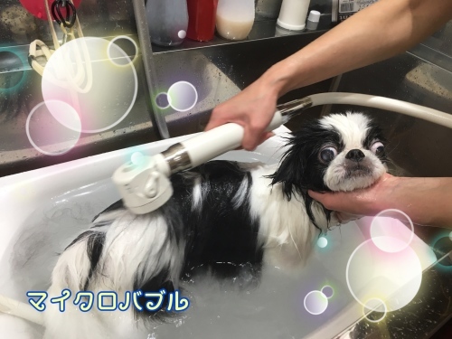 d0269898_15533335.jpeg