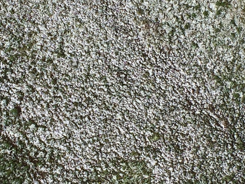 e0303598_10545456.jpg
